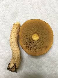 Suillus hirtellus image