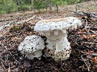 Amanita smithiana image