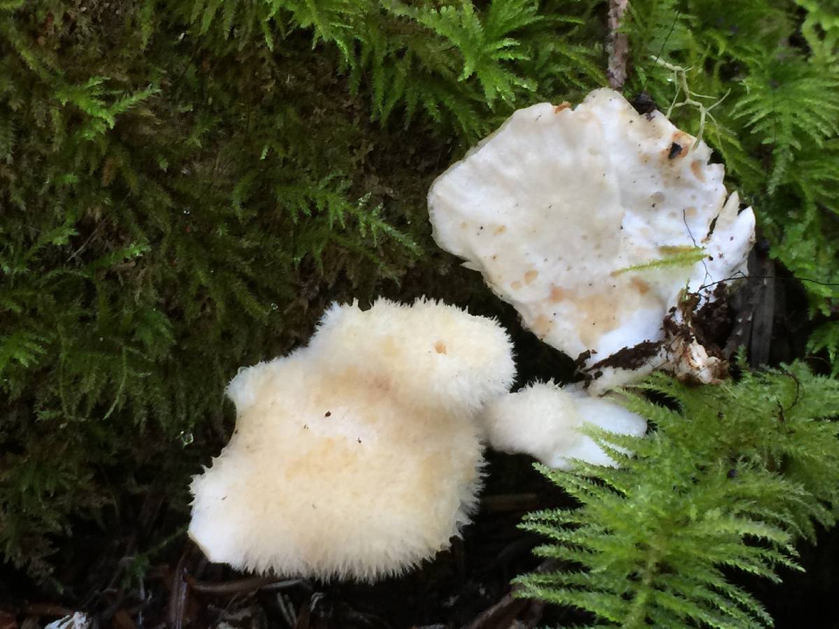 Postia ptychogaster image