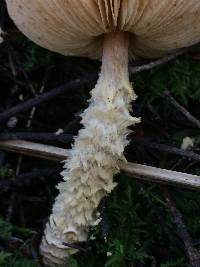 Lepiota magnispora image