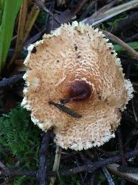 Lepiota magnispora image