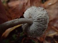 Tricholoma virgatum image