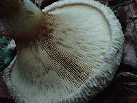 Paxillus involutus image