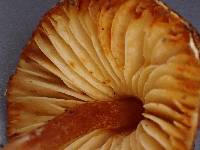 Lepiota castanea image