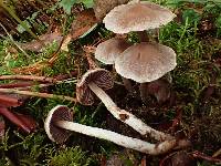 Cortinarius sertipes image