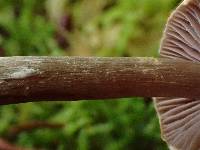 Cortinarius sertipes image