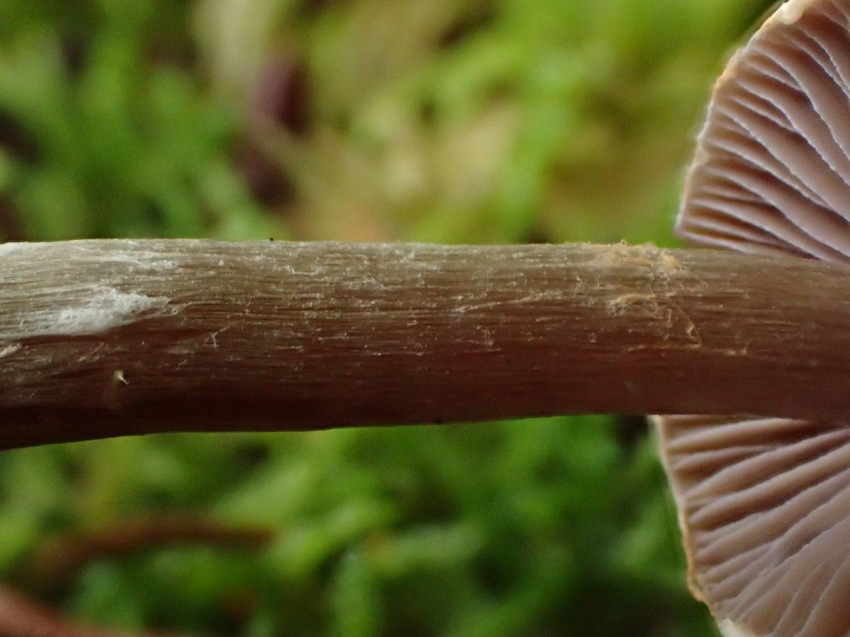Cortinarius sertipes image