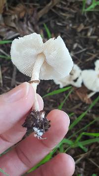 Lepiota lilacea image