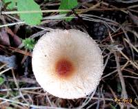 Lepiota cristata image