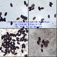 Parasola conopilea image