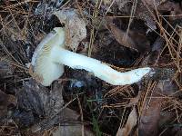 Tricholoma portentosum image