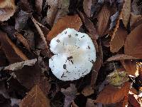 Tricholoma stiparophyllum image