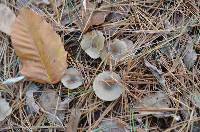 Clitocybe subditopoda image