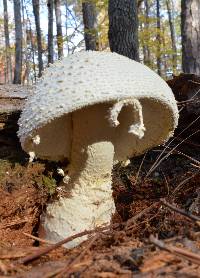 Amanita rhopalopus image