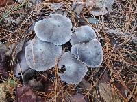 Tricholoma terreum image