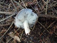 Tricholoma terreum image