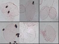 Coprinellus limicola image