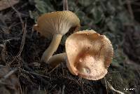 Hygrophorus speciosus image