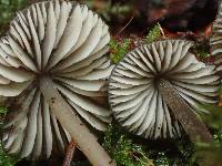 Mycena algeriensis image