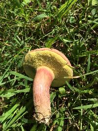 Boletus patrioticus image