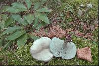 Clitocybe odora image