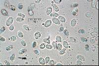 Clitocybe odora image