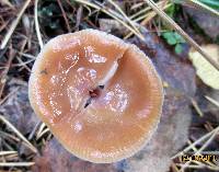 Cortinarius collinitus image