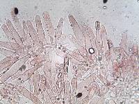 Psathyrella bipellis image