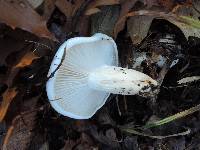 Hygrophorus sordidus image