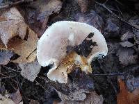 Hygrophorus roseobrunneus image