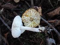 Tricholoma scalpturatum image