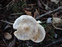 Tricholoma scalpturatum image