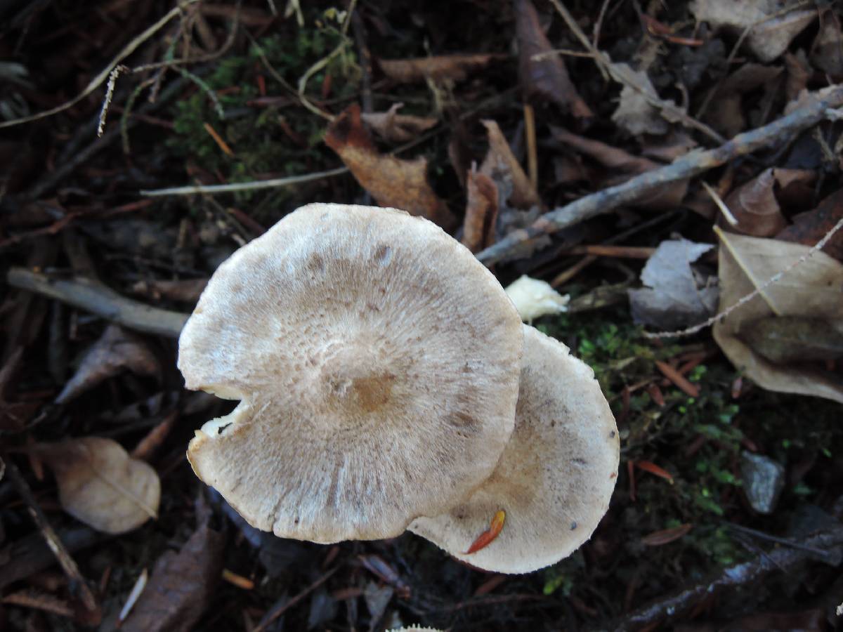 Tricholoma scalpturatum image