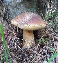 Boletus regineus image