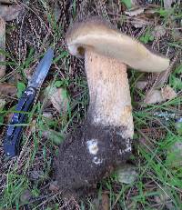 Boletus regineus image