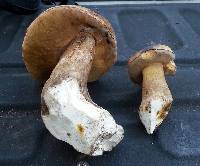 Boletus regineus image