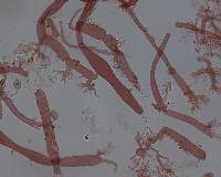 Mycena vitilis image