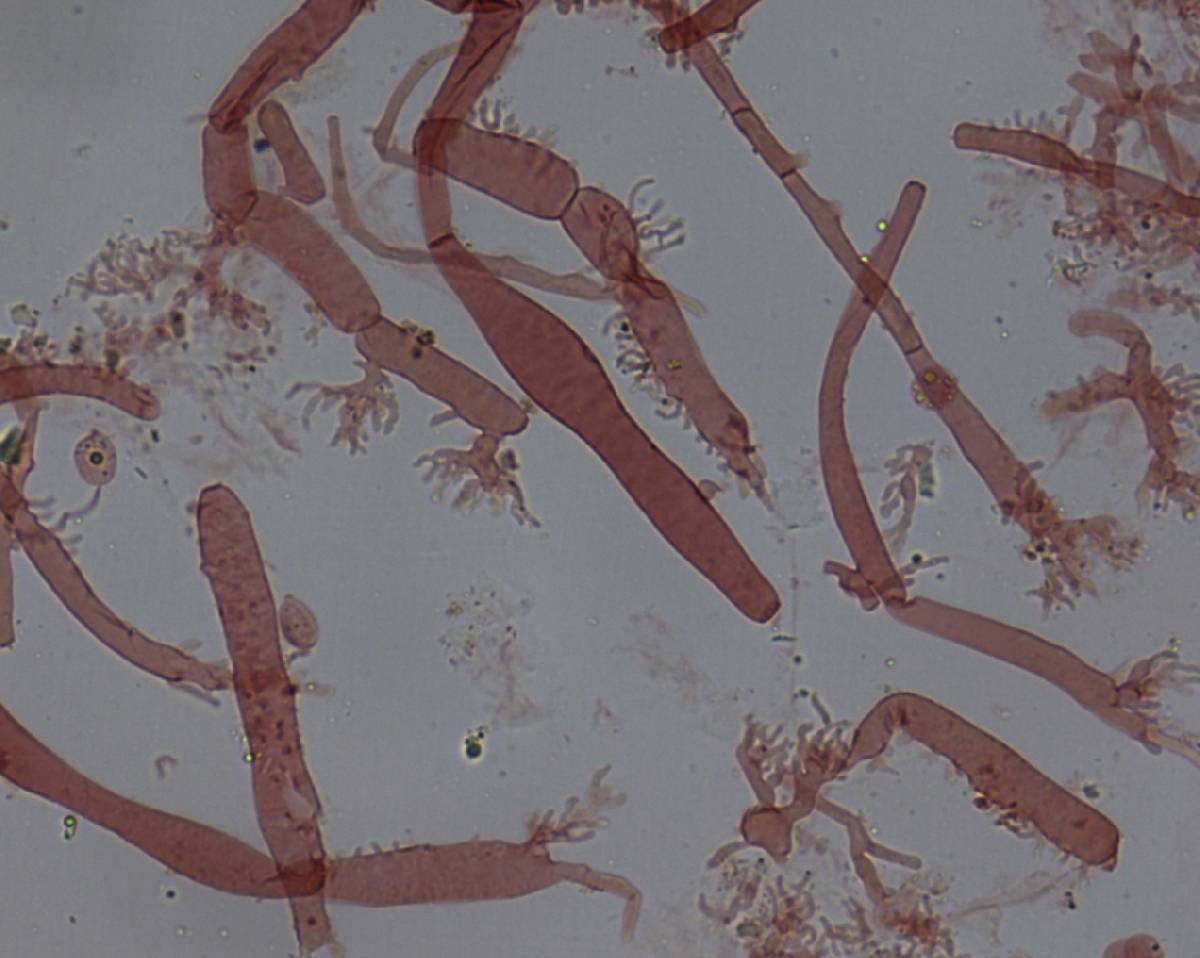 Mycena vitilis image