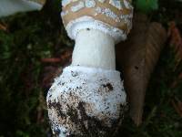 Amanita pantherinoides image