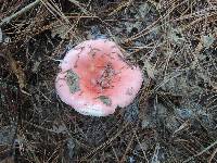 Russula silvestris image