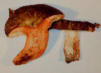 Russula dissimulans image