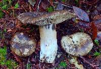 Russula dissimulans image