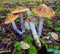 Cortinarius seidliae image