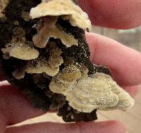 Trametes ochracea image