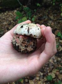 Rubroboletus eastwoodiae image