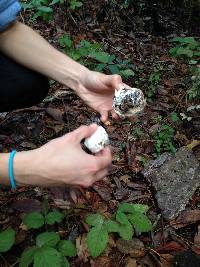 Agaricus bisporus image