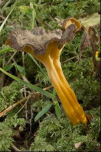 Craterellus lutescens image