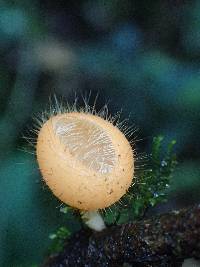 Cookeina tricholoma image