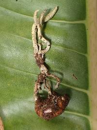 Cordyceps pleuricapitata image