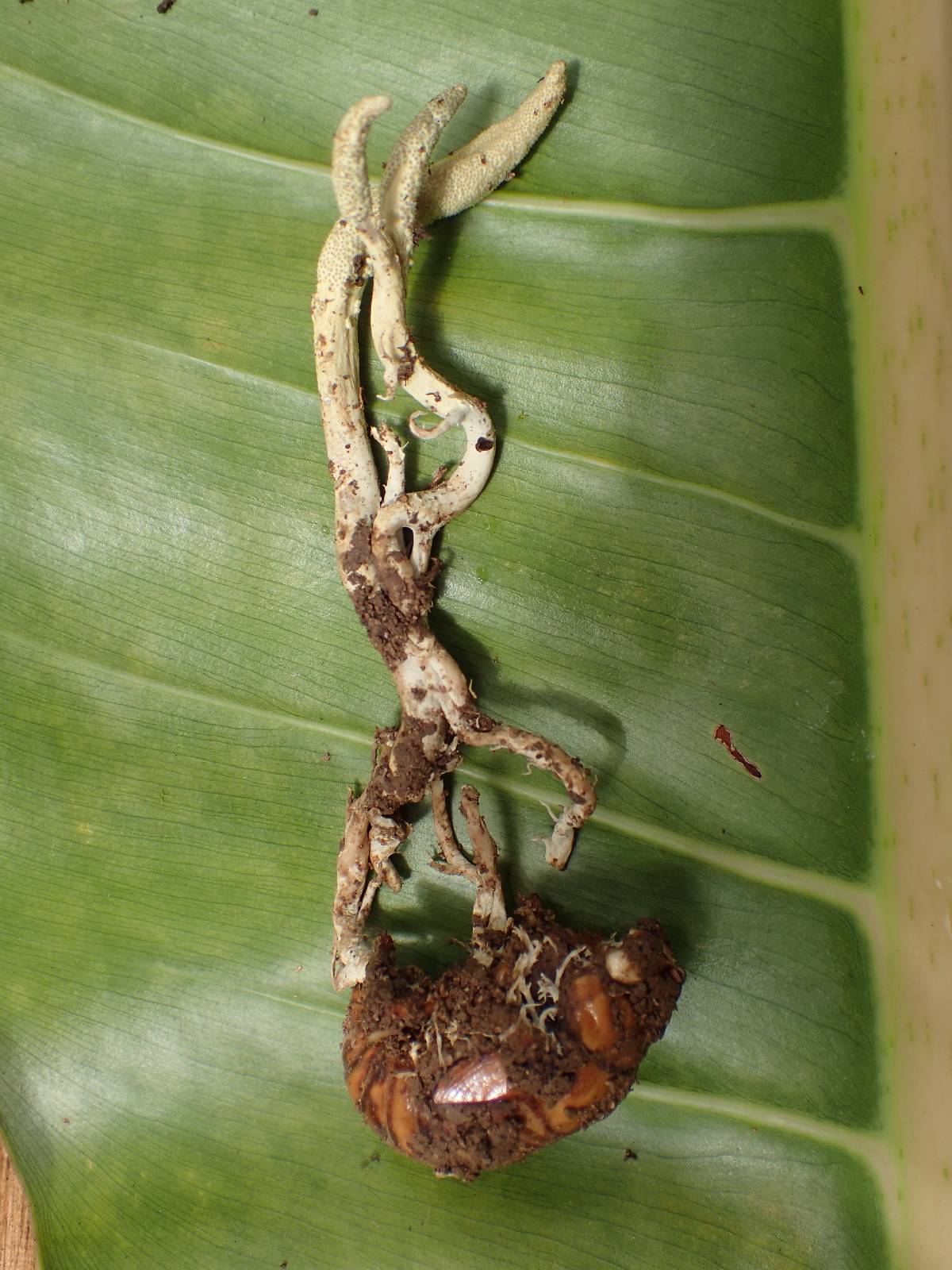 Cordyceps pleuricapitata image